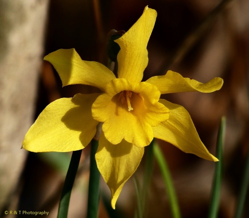 {Narcissus jonquilla}